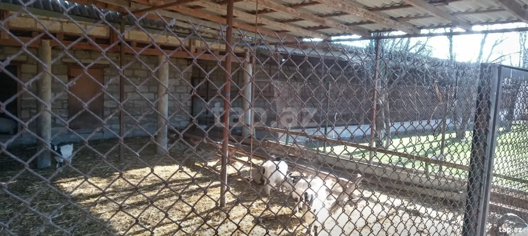Kirayə verilir 2 otaqlı həyət evi 60 m²