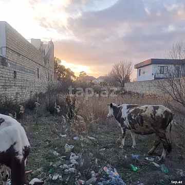 Satılır torpaq sahəsi — Bakı, Novxanı