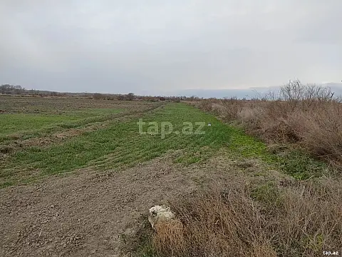 Satılır torpaq sahəsi — Şirvan