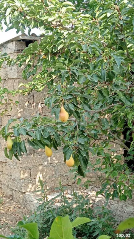 Satılır 3 otaqlı həyət evi