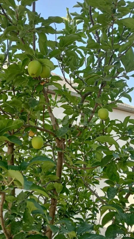 Satılır 3 otaqlı həyət evi