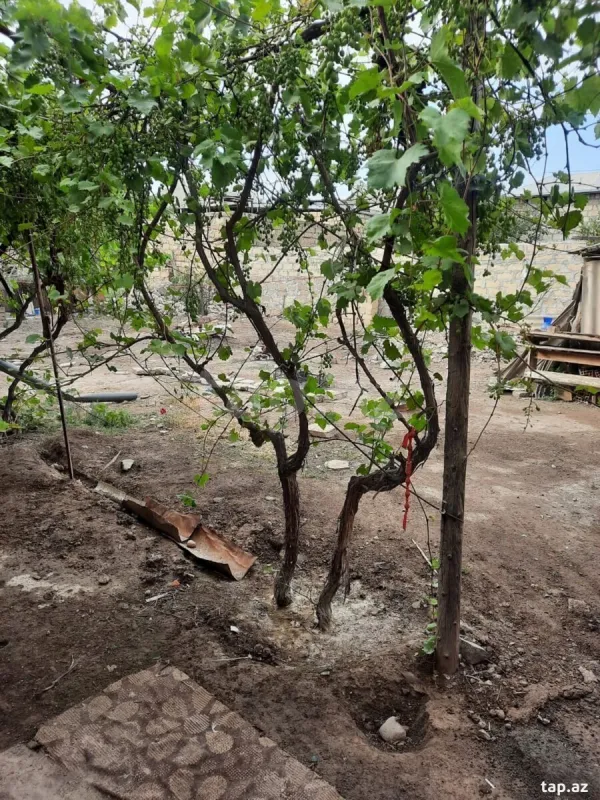 Satılır 2 otaqlı həyət evi