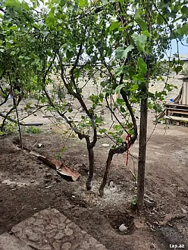 Satılır 2 otaqlı həyət evi