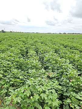 Satılır obyekt — Beyləqan