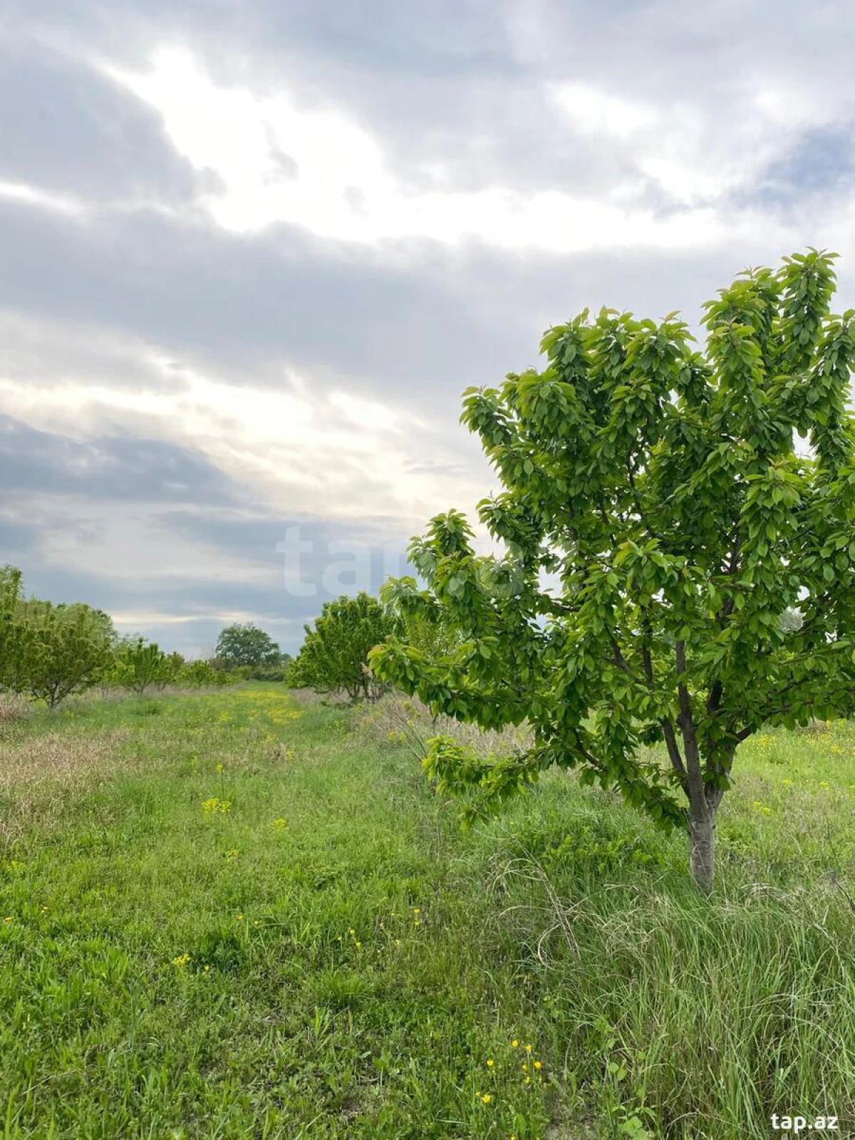 Satılır torpaq sahəsi