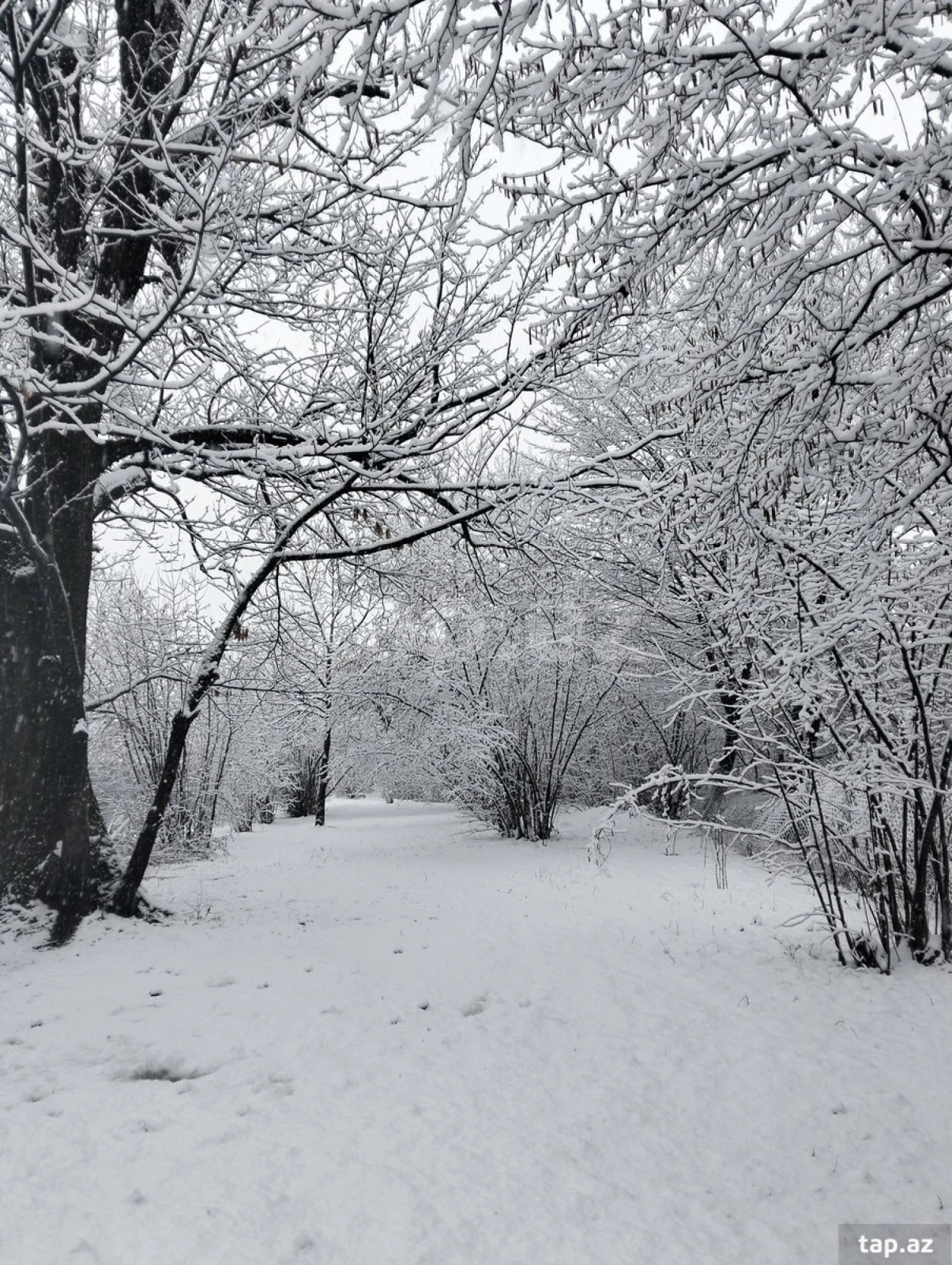 Kirayə verilir 5 otaqlı həyət evi