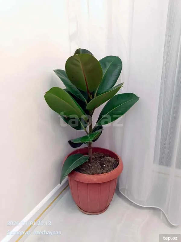 Kirayə verilir 3 otaqlı yeni tikili 70 m²