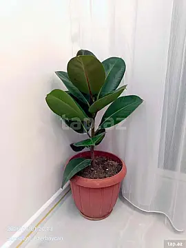 Kirayə verilir 3 otaqlı yeni tikili 70 m²