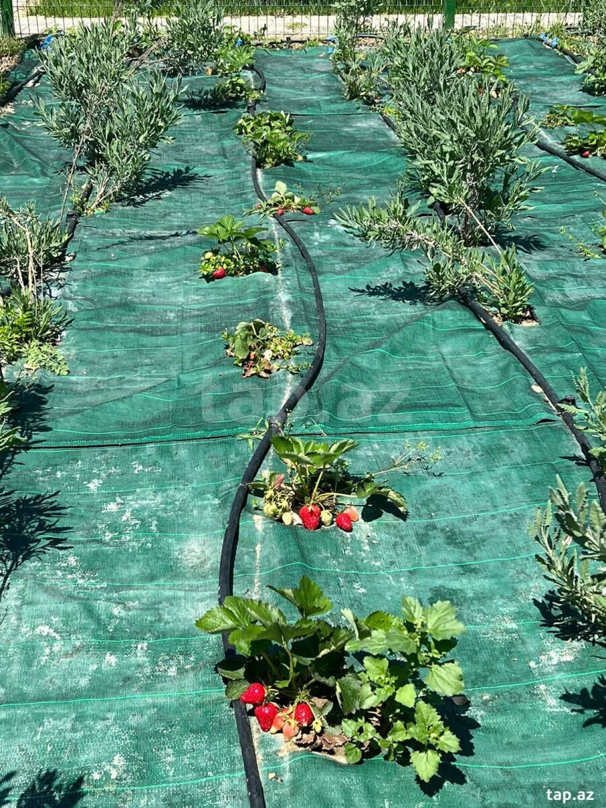 Kirayə verilir 5 otaqlı həyət evi 250 m²