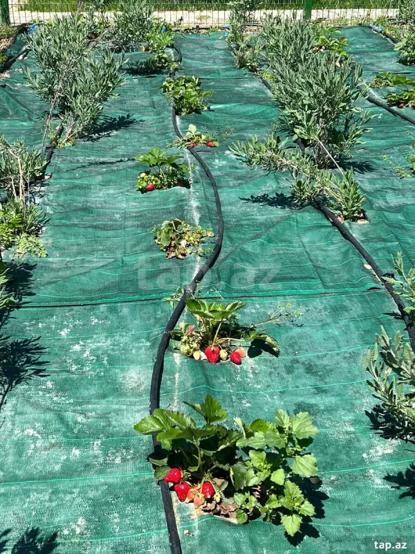 Kirayə verilir 5 otaqlı həyət evi 250 m²