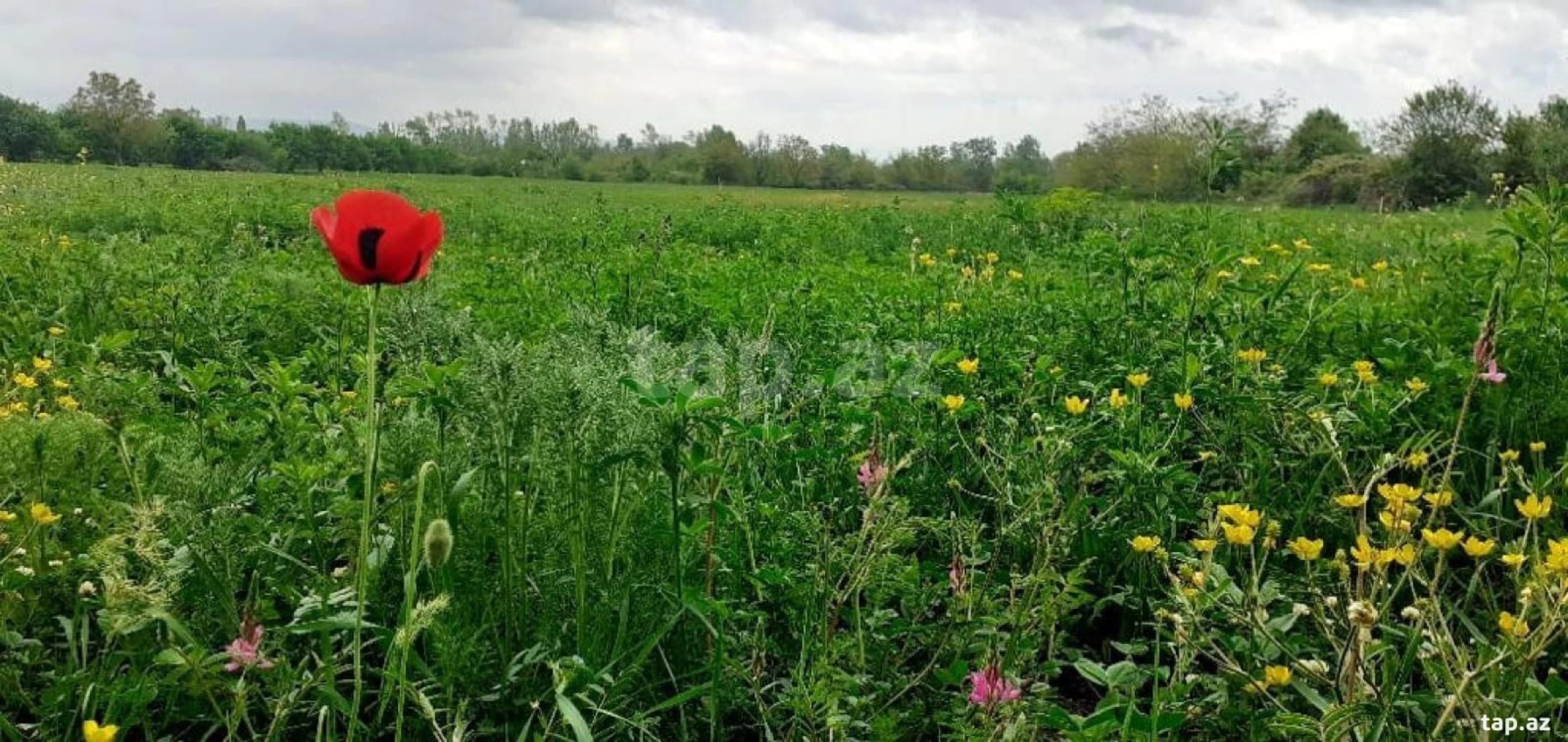 Satılır torpaq sahəsi