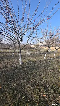 Satılır torpaq sahəsi — Şamaxı