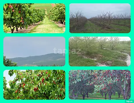 Satılır torpaq sahəsi — Quba