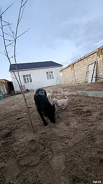 Satılır 3 otaqlı həyət evi