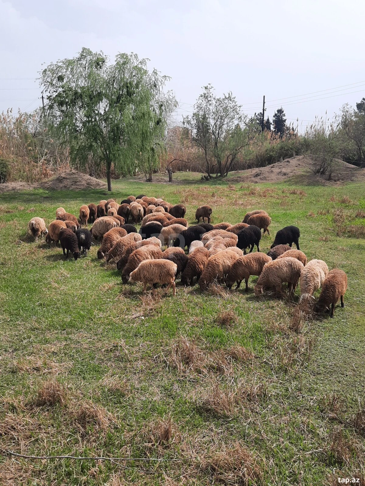 Satılır 4 otaqlı həyət evi