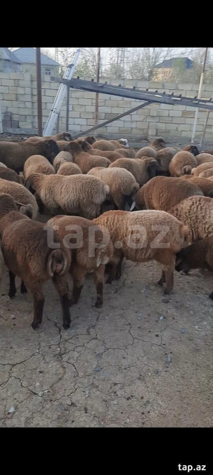 Satılır 4 otaqlı həyət evi