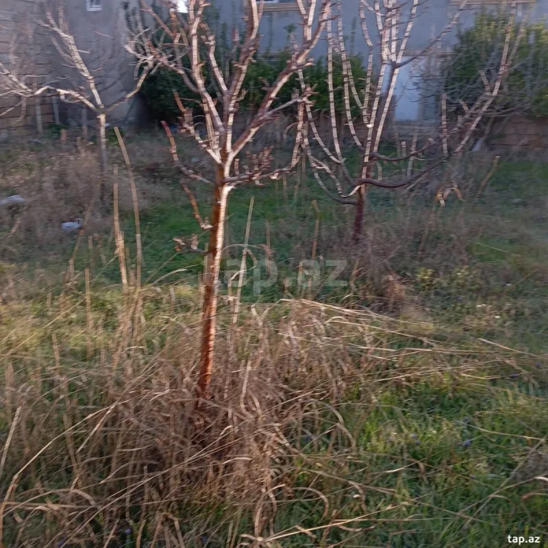 Satılır 5 otaqlı həyət evi