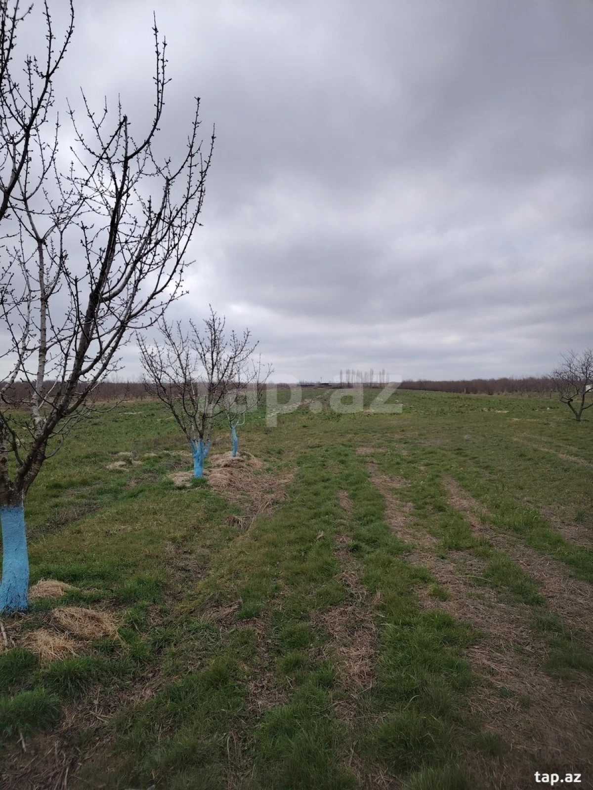 Kirayə verilir torpaq sahəsi