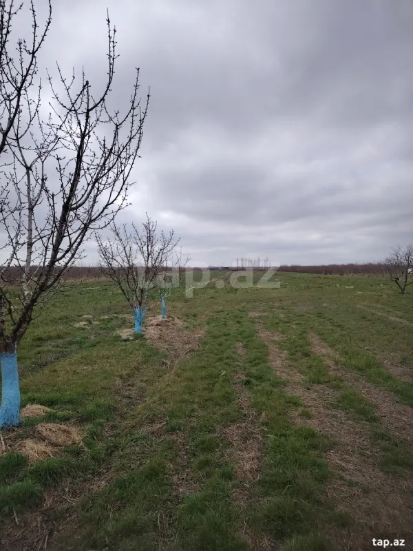 Kirayə verilir torpaq sahəsi