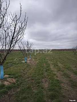 Kirayə verilir torpaq sahəsi — Xaçmaz