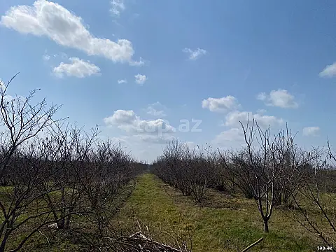 Satılır torpaq sahəsi — Xaçmaz