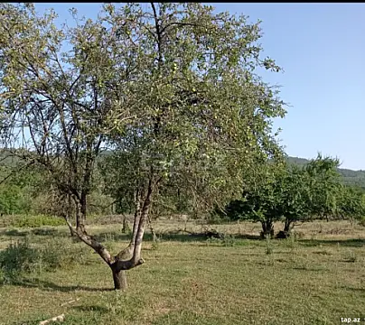 Satılır torpaq sahəsi — Quba