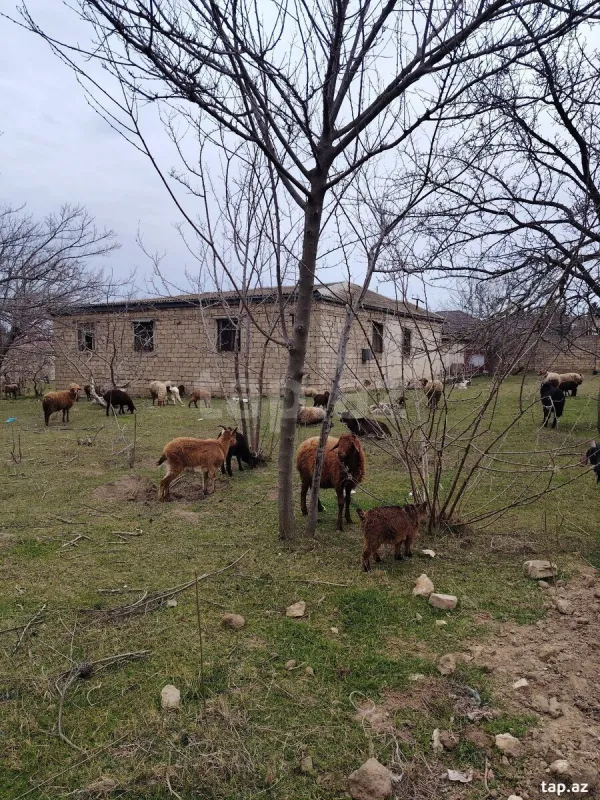 Satılır 5 otaqlı həyət evi 22 m²