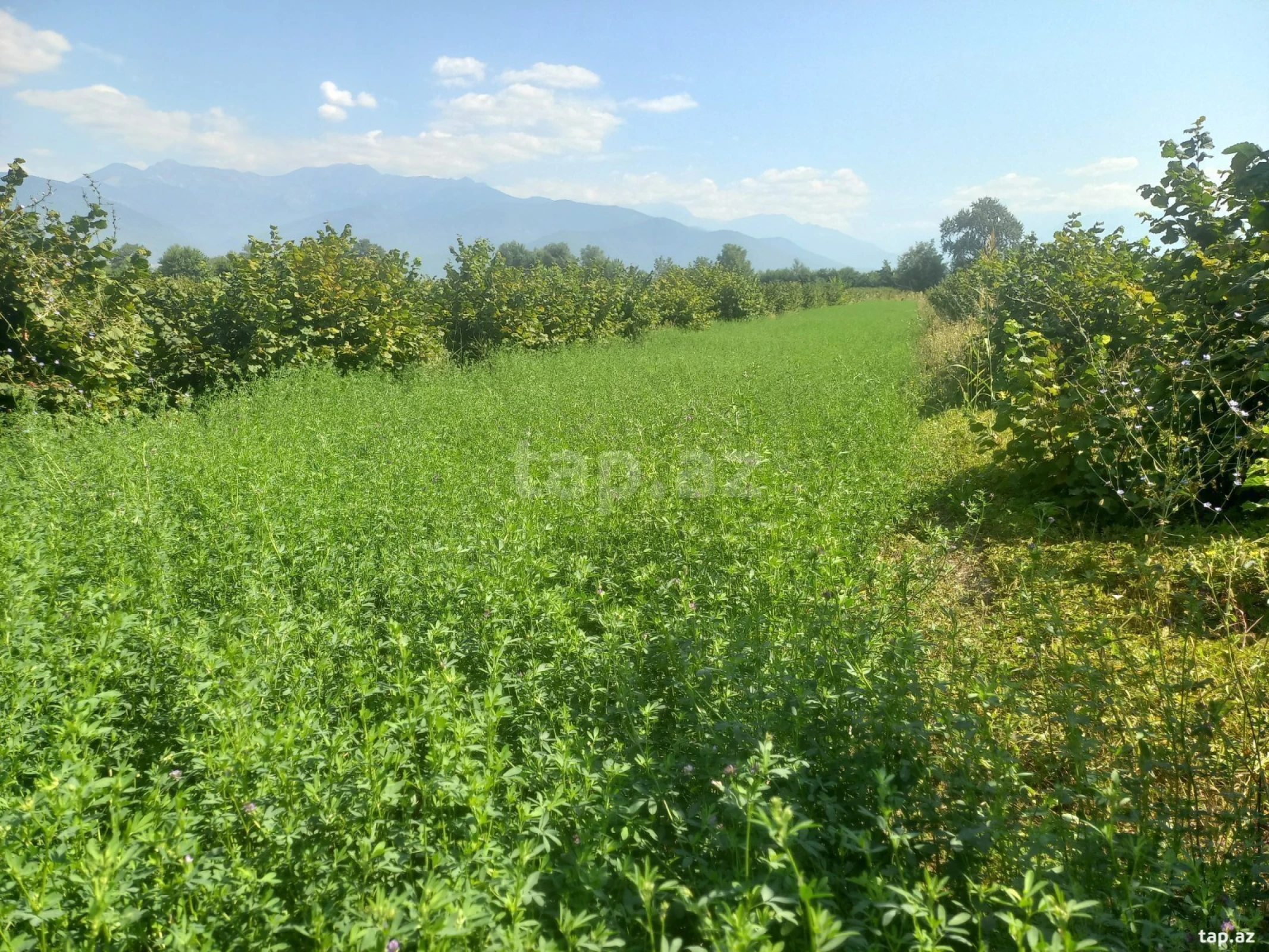 Satılır torpaq sahəsi