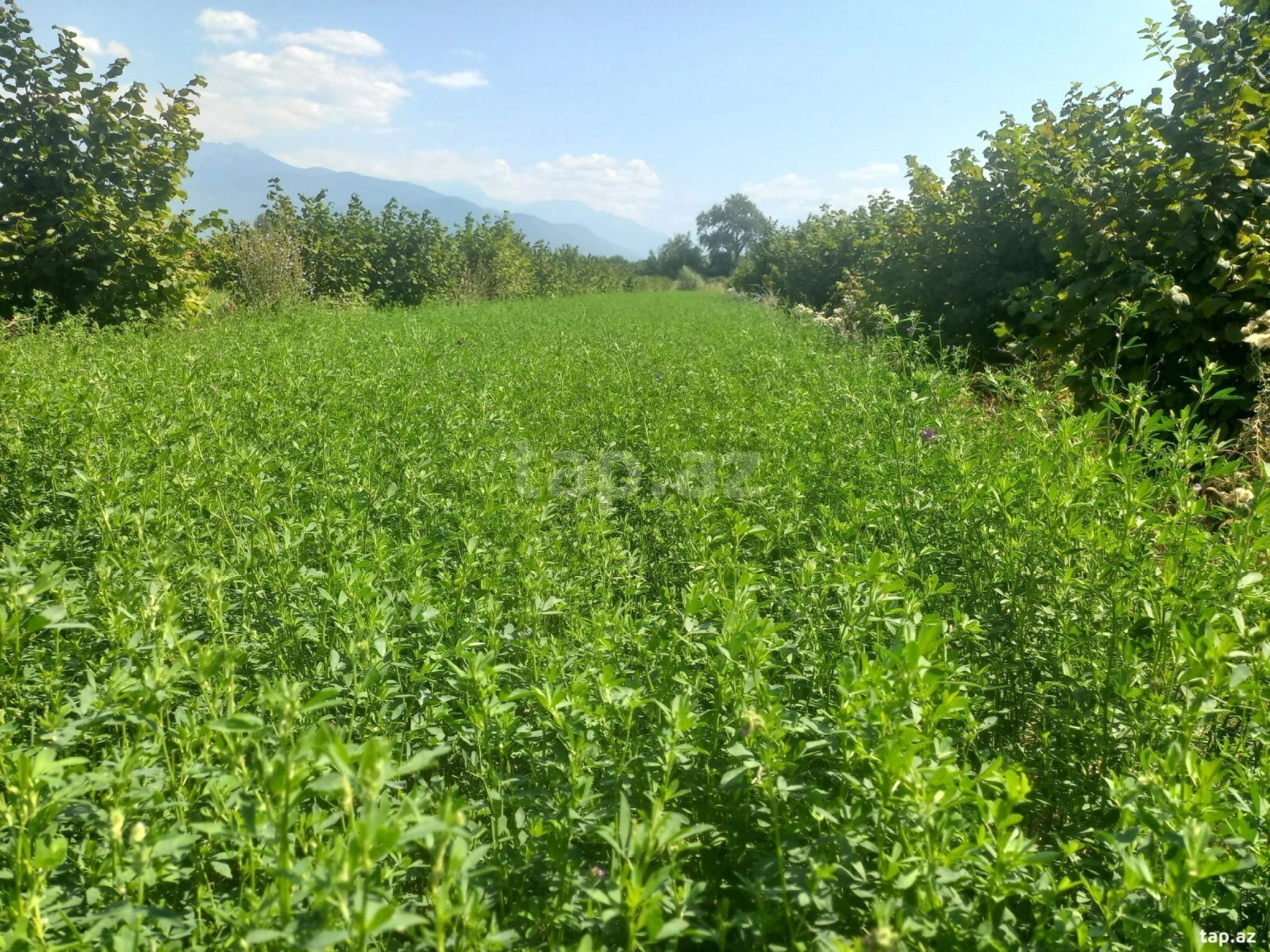 Satılır torpaq sahəsi