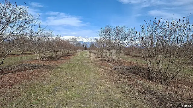 Satılır torpaq sahəsi — Oğuz