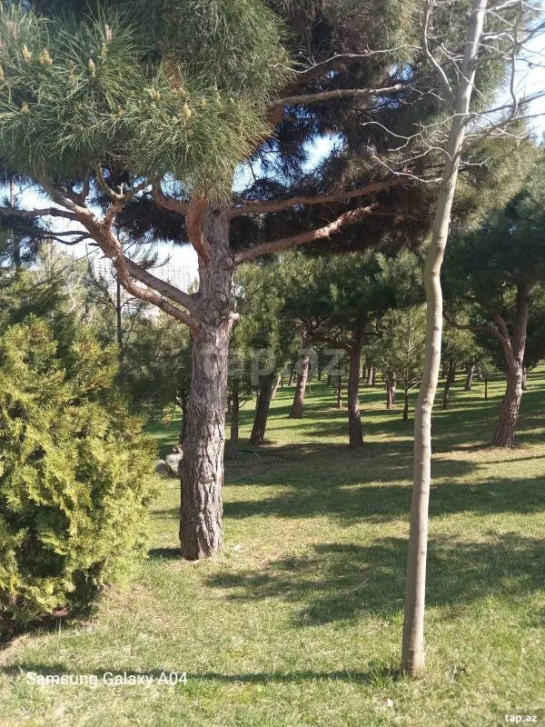 Satılır 2 otaqlı yeni tikili 55 m²