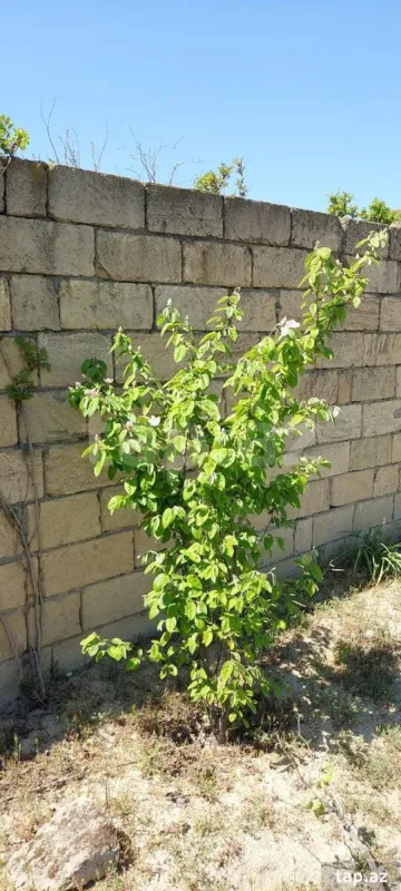 Satılır 4 otaqlı həyət evi 100 m²