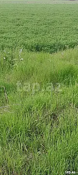 Satılır torpaq sahəsi — Ağstafa