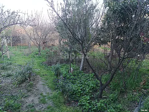 Satılır torpaq sahəsi — Sumqayıt, Saray