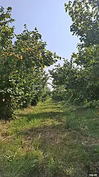 Satılır torpaq sahəsi — Şabran