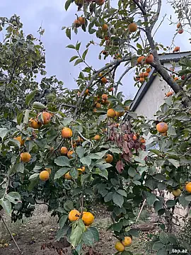 Satılır 6 otaqlı həyət evi 210 m² — Bakı, Novxanı 6 otaq 210.00 m²