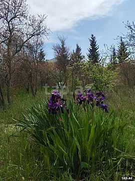 Satılır torpaq sahəsi — Sumqayıt, Novxanı
