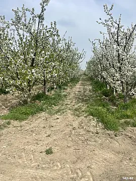 Satılır torpaq sahəsi — Quba