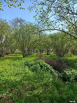 Satılır torpaq sahəsi — Oğuz
