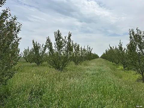Satılır torpaq sahəsi — Bərdə