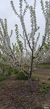Satılır torpaq sahəsi — Quba