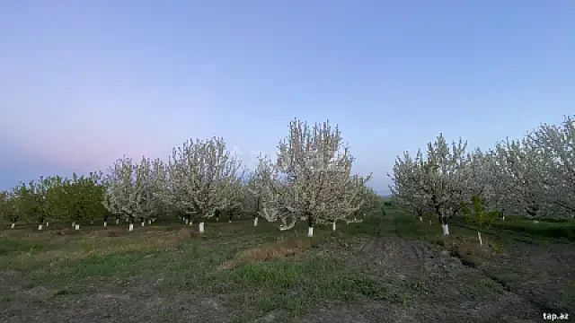 Satılır torpaq sahəsi — Quba