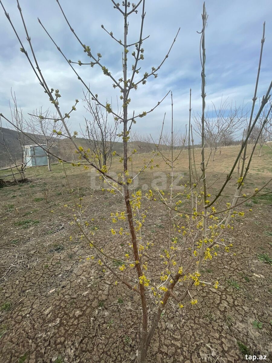 Satılır 3 otaqlı həyət evi 300 m²