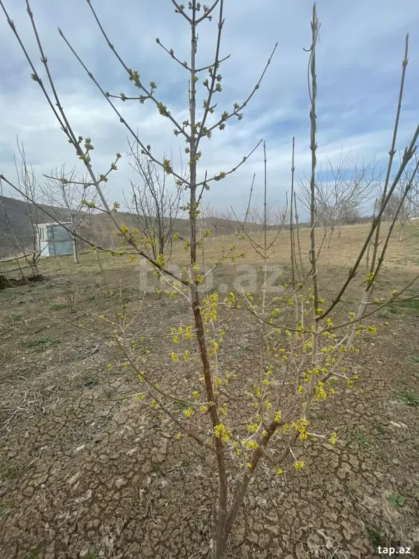 Satılır 3 otaqlı həyət evi 300 m²
