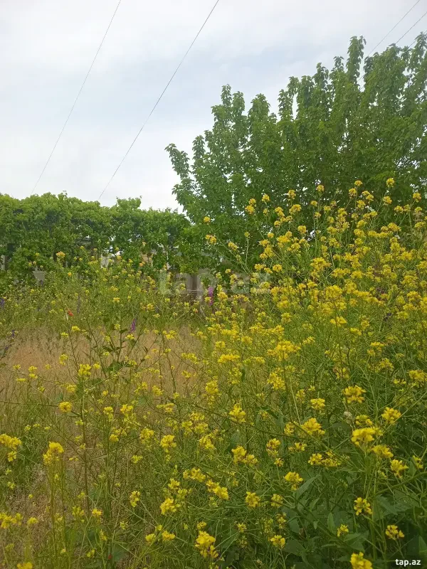 Kirayə verilir 4 otaqlı həyət evi 90 m²