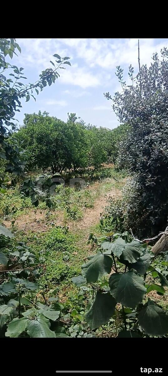 Satılır torpaq sahəsi