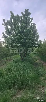 Satılır torpaq sahəsi — Xaçmaz
