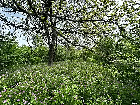 Satılır torpaq sahəsi — Qəbələ