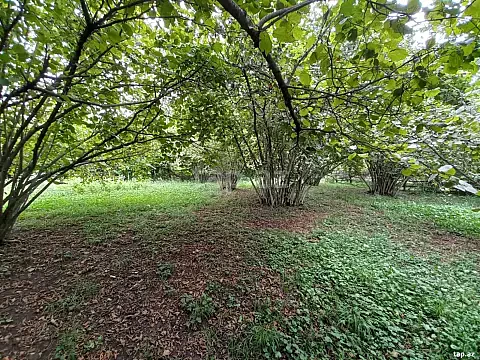 Satılır torpaq sahəsi — Qax