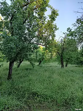 Satılır torpaq sahəsi — Qəbələ
